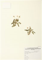 藏品(小堇菜)的圖片